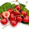 Čerešňa (Prunus avium) LAPINS