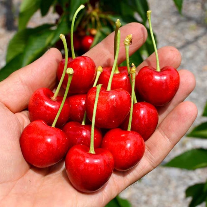 Čerešňa (Prunus avium) SABRINA®
