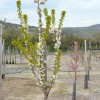 Čerešňa (Prunus avium) SAMBA®