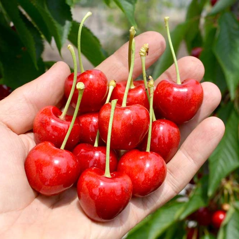 Čerešňa (Prunus avium) SAMBA®