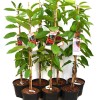 Čerešňa stĺpová (Prunus avium) CLAUDIA