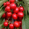 Čerešňa stĺpová (Prunus avium) SARA