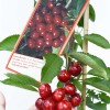 Čerešňa stĺpová (Prunus avium) SARA