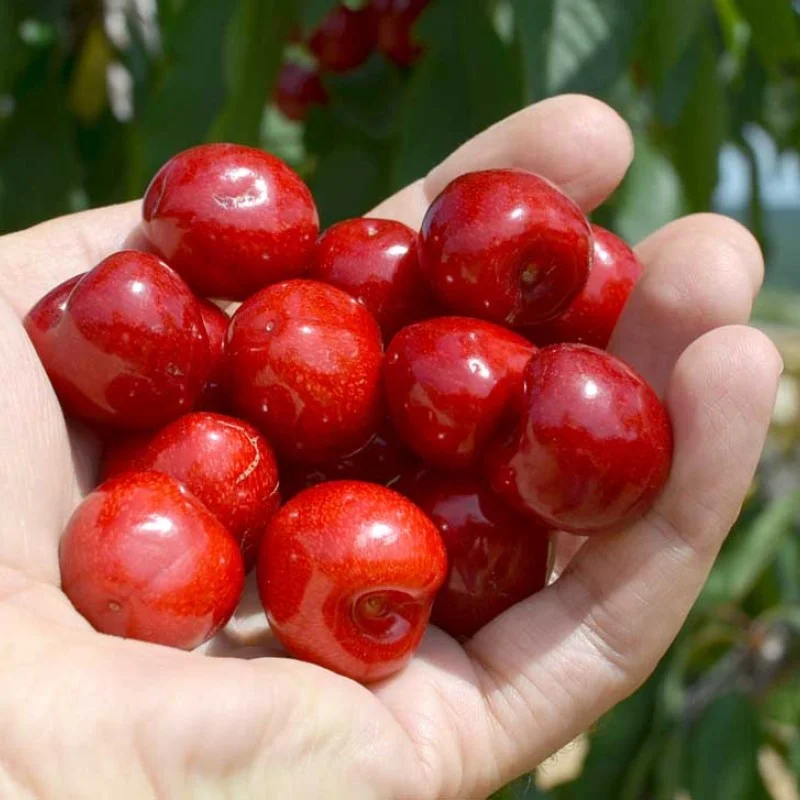 Sweet Cherry (Prunus avium) SKEENA