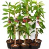 Čerešňa stĺpová (Prunus avium) SYLVIA
