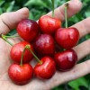 Čerešňa (Prunus avium) TAMARA®