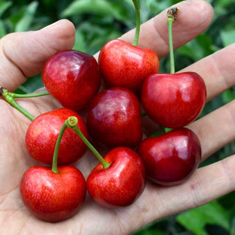 Čerešňa (Prunus avium) TAMARA®