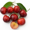 Čerešňa (Prunus avium) TAMARA®