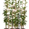 Columnar Sour Cherry (Prunus cerasus) JACHIM®