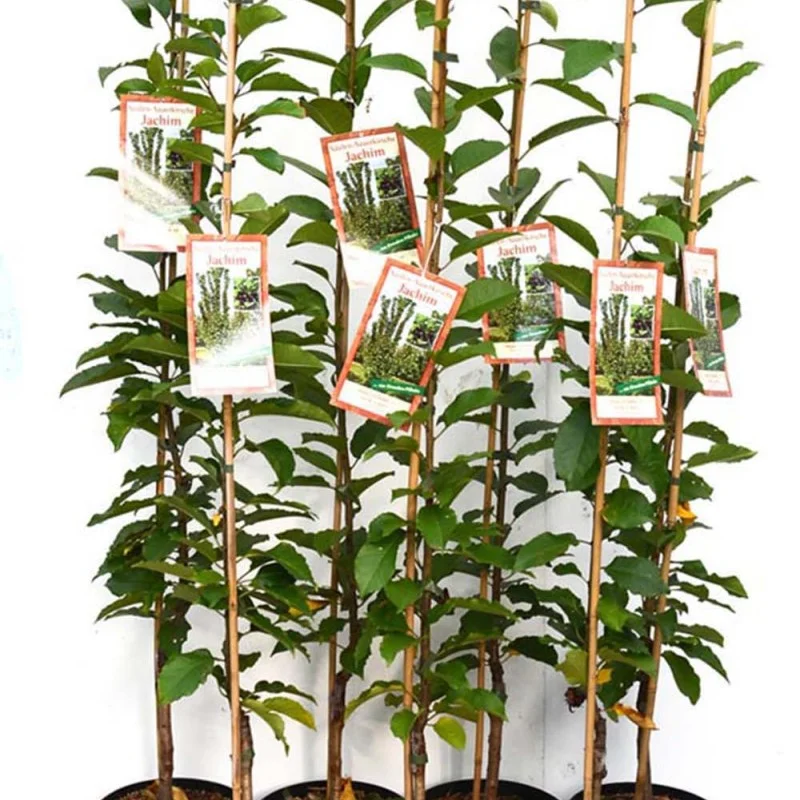 Columnar Sour Cherry (Prunus cerasus) JACHIM®