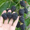 Černica (Rubus fruticosus) ASTERINA