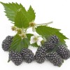 Černica (Rubus fruticosus) BRZEZINA