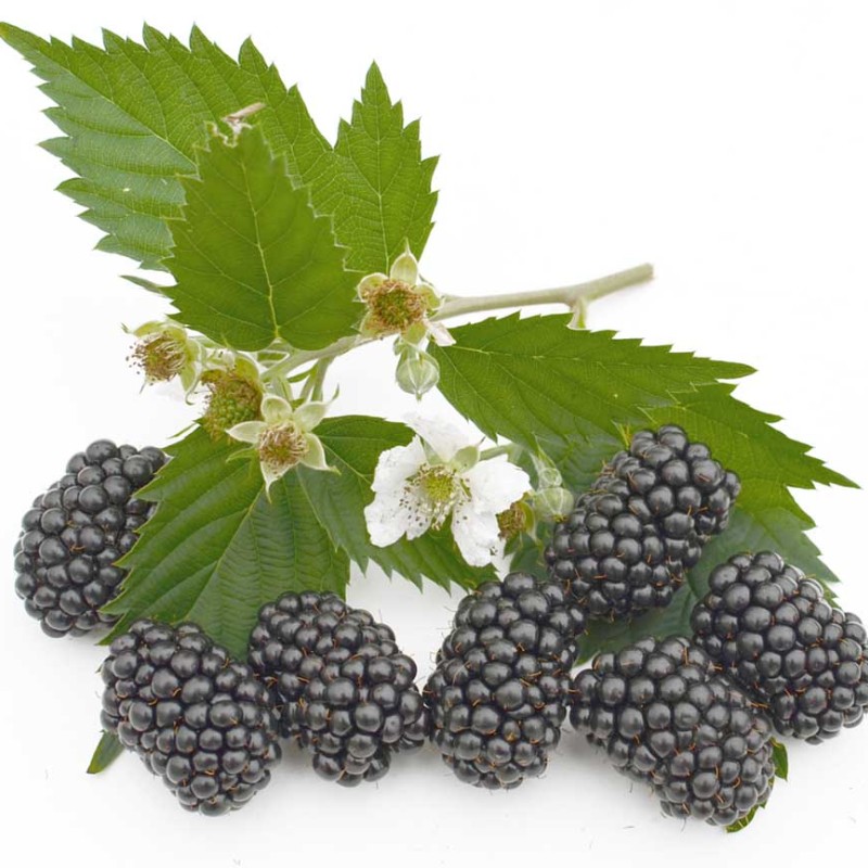 Černica (Rubus fruticosus) BRZEZINA