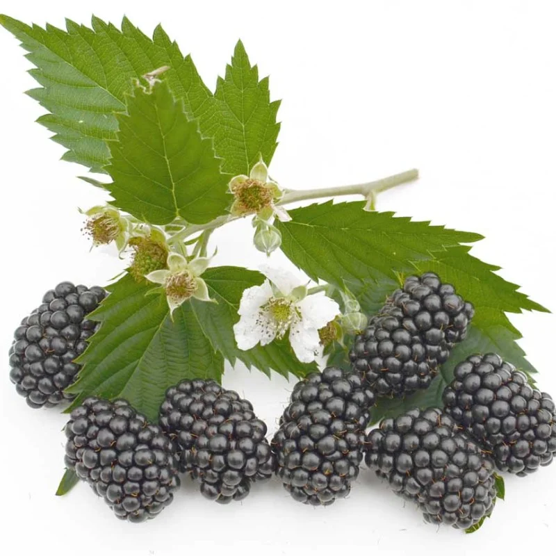 Černica (Rubus fruticosus) BRZEZINA