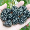 Černica (Rubus fruticosus) BRZEZINA