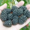 Černica (Rubus fruticosus) BRZEZINA