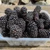 Brombeere (Rubus fruticosus) CACANSKA BESTRNA