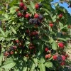 Brombeere (Rubus fruticosus) CACANSKA BESTRNA