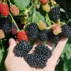 Brombeere (Rubus fruticosus) CACANSKA BESTRNA