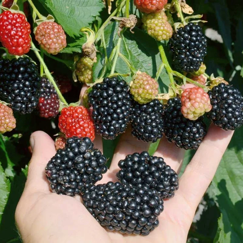 Brombeere (Rubus fruticosus) CACANSKA BESTRNA