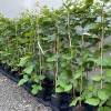 Černica (Rubus fruticosus) ASTERINA