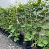 Brombeere (Rubus fruticosus) CACANSKA BESTRNA