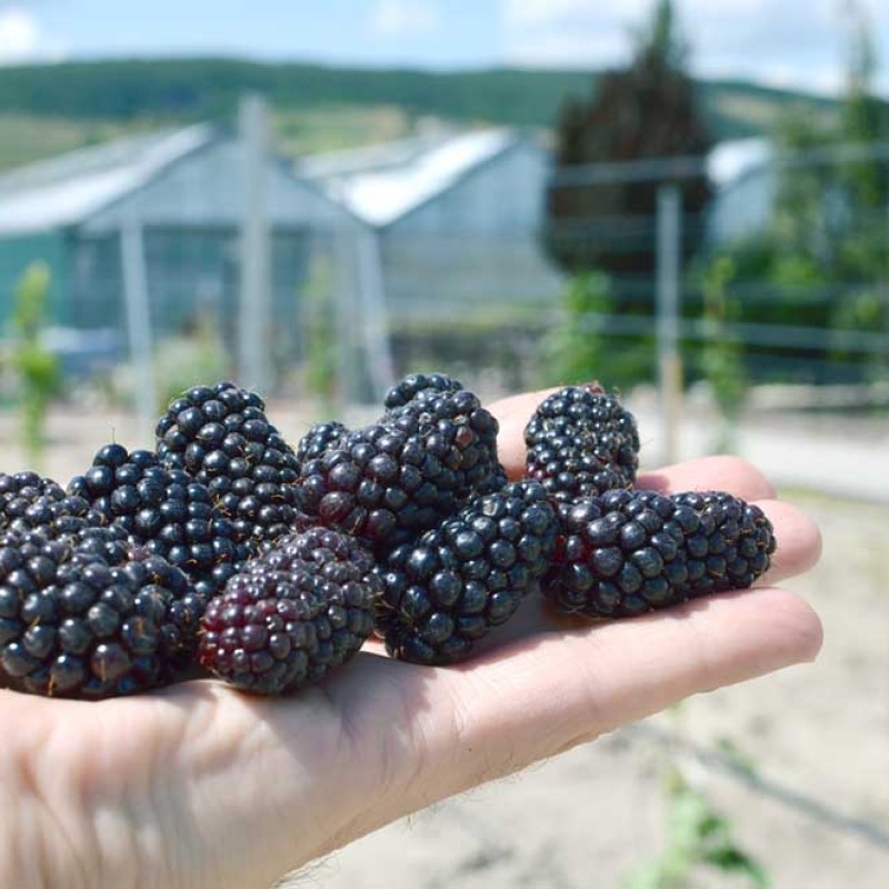 Černica (Rubus fruticosus) KARAKA BLACK