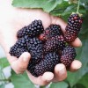 Černica (Rubus fruticosus) KARAKA BLACK
