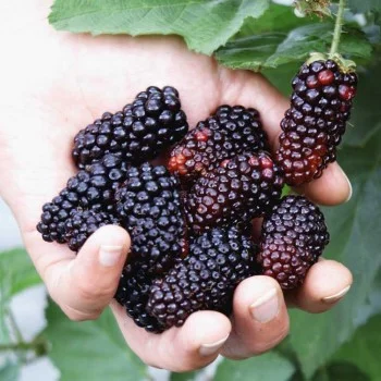 Brombeere (Rubus fruticosus) KARAKA BLACK