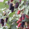 Černica (Rubus fruticosus) KARAKA BLACK