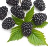 Černica (Rubus fruticosus) LOCH TAY