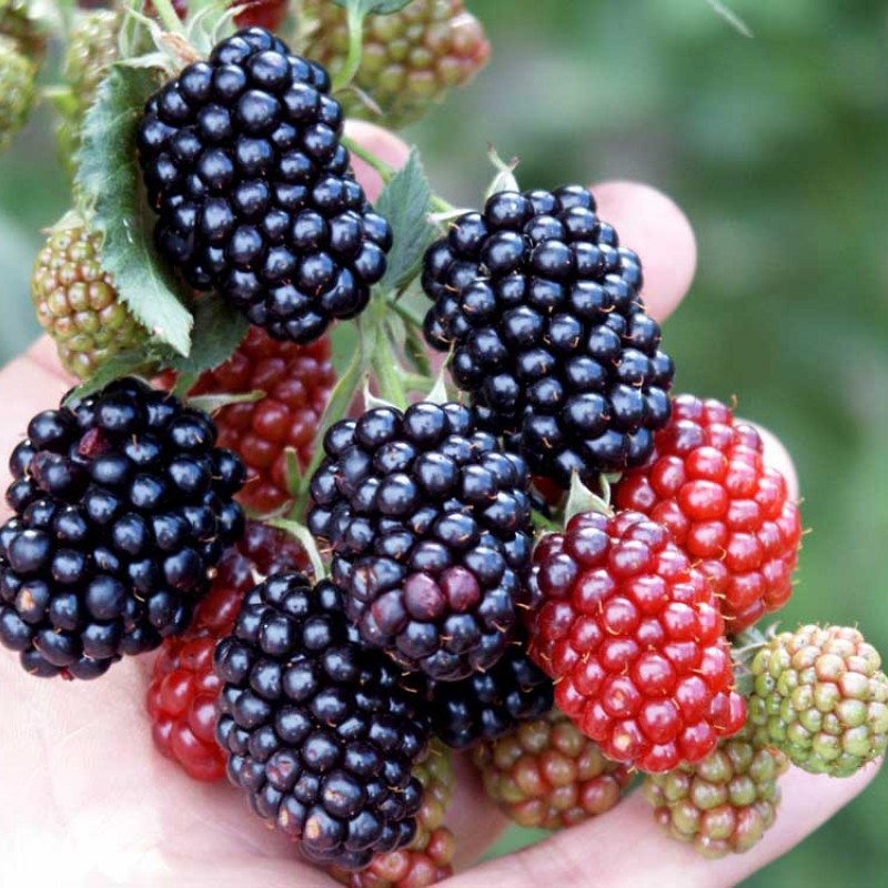 Černica (Rubus fruticosus) NAVAHO