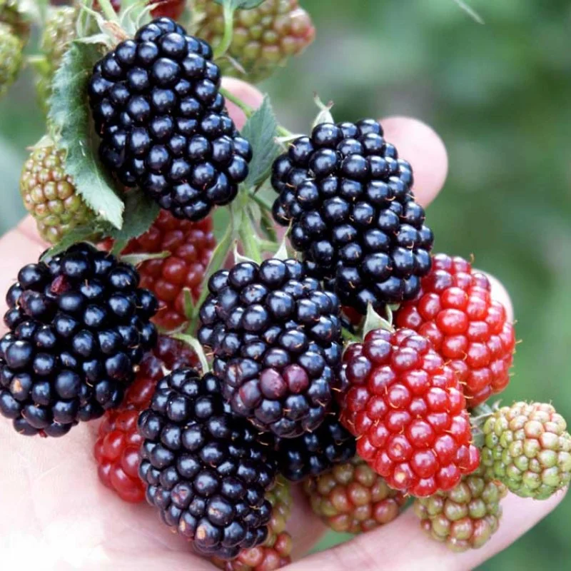 Černica (Rubus fruticosus) NAVAHO