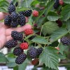 Černica (Rubus Eubatus) REUBEN