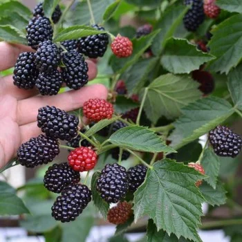 Černica (Rubus Eubatus) REUBEN