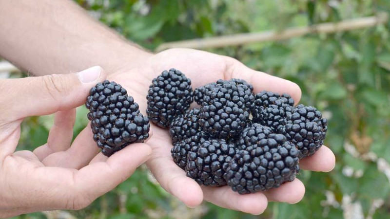 Anbauanleitung von Brombeeren