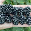 Blackberry (Rubus fruticosus) TRIPLE CROWN
