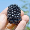 Blackberry (Rubus fruticosus) TRIPLE CROWN
