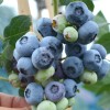 Čučoriedka (Vaccinium corymbosum) CHANDLER