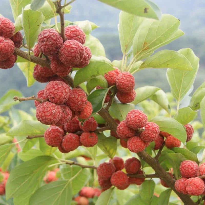 Chinese Mulberry (Cudrania tricuspidata) CHE DARROW