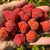Chinese Mulberry (Cudrania tricuspidata) CHE DARROW