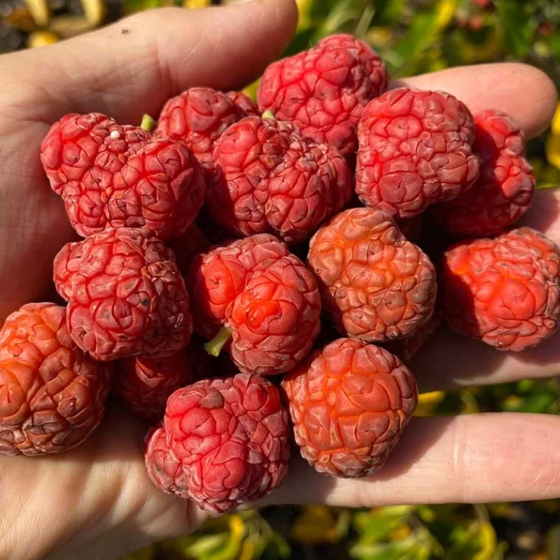 Chinese Mulberry (Cudrania tricuspidata) CHE DARROW