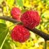 Chinese Mulberry (Cudrania tricuspidata) CHE DARROW