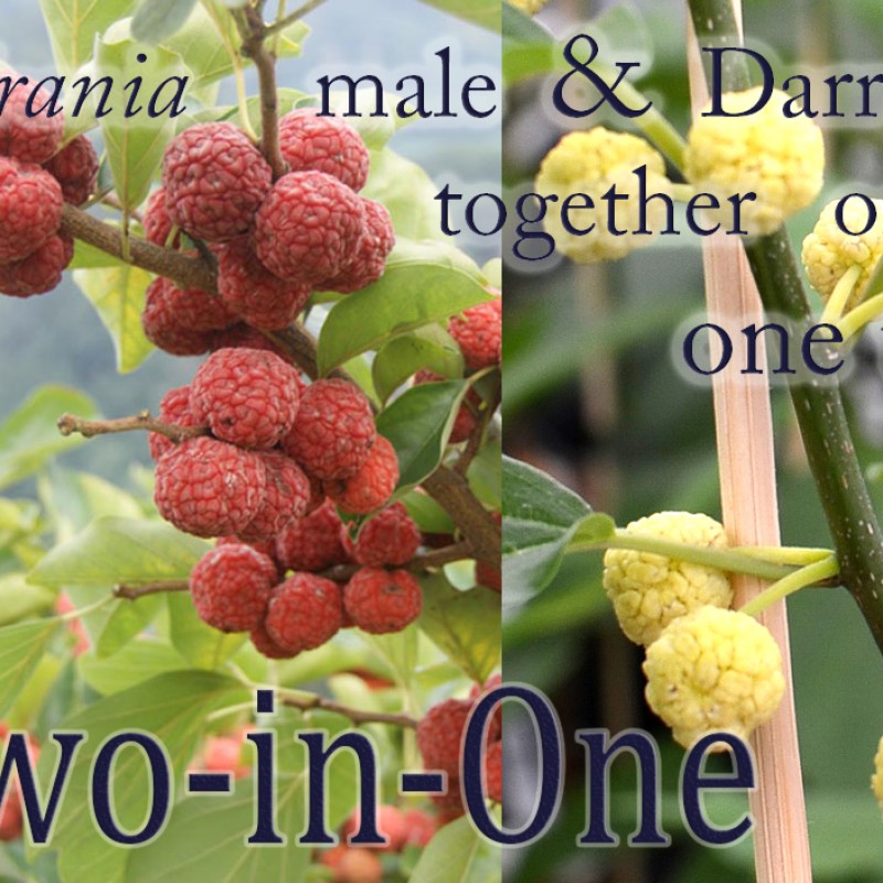 Chinese Mulberry (Cudrania tricuspidata) POLLENIZER & DARROW together on one tree