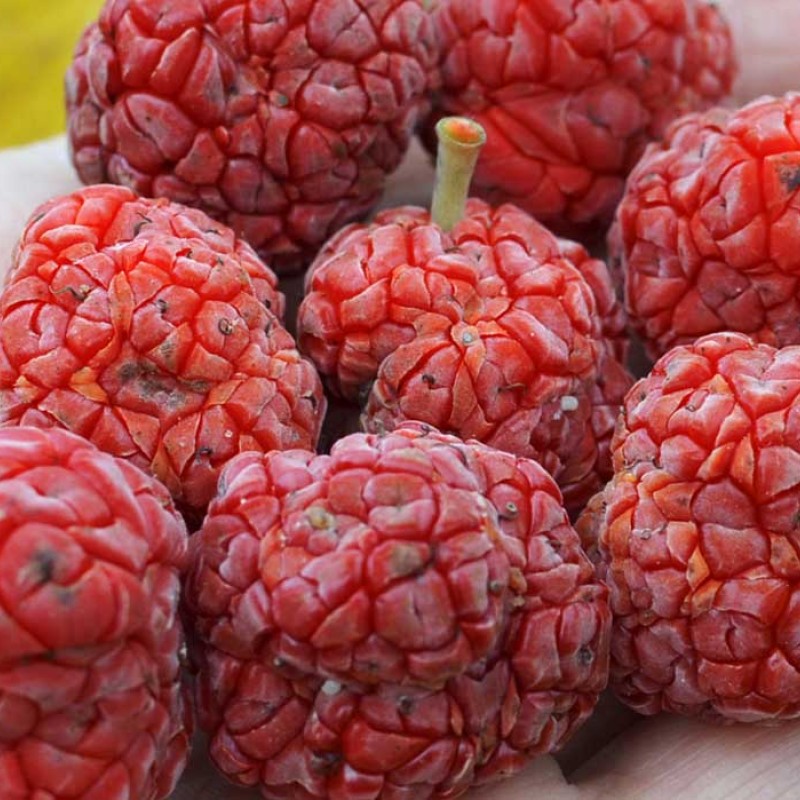 CHE - Kudránia trojlaločná (Cudrania tricuspidata) SEEDLESS