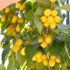Drieň obyčajný (Cornus mas) BUKOVINSKIJ