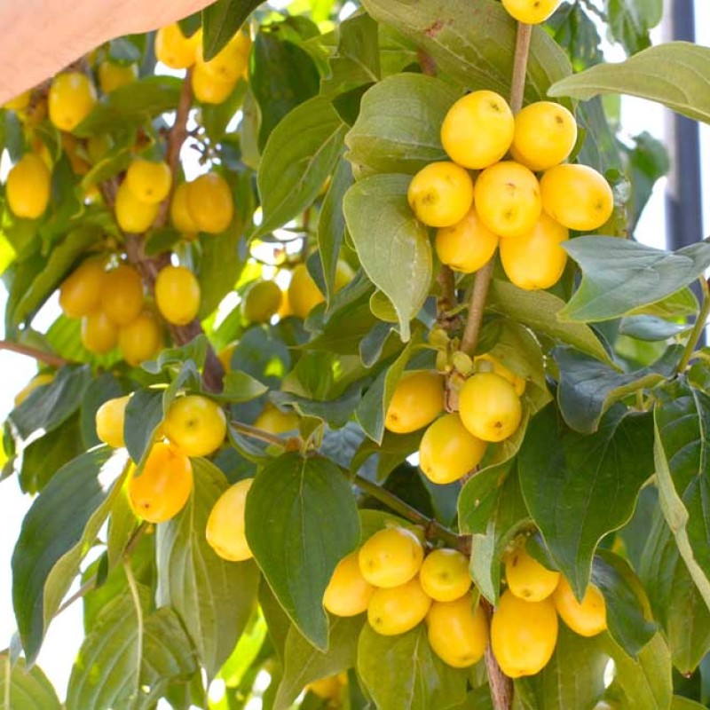 Drieň obyčajný (Cornus mas) BUKOVINSKIJ