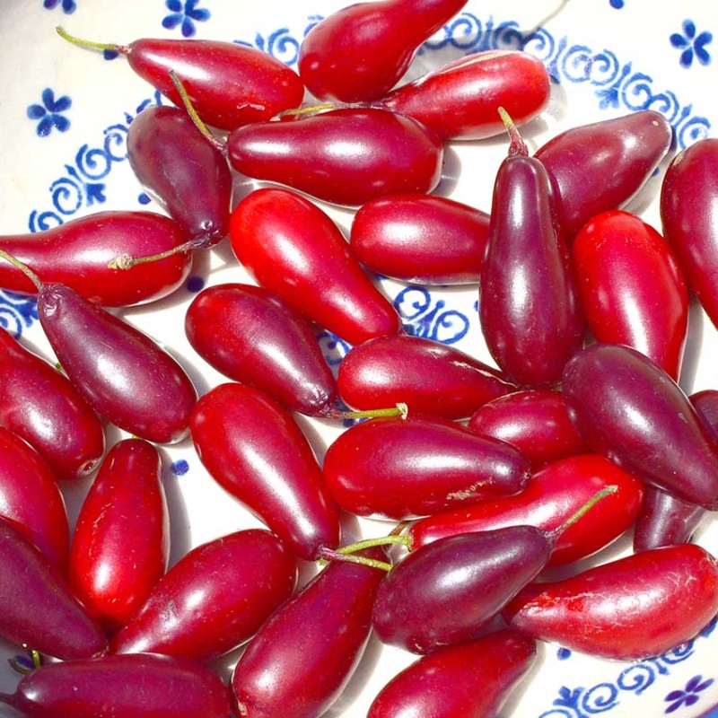 Drieň obyčajný (Cornus mas) EKZOTIČESKIJ