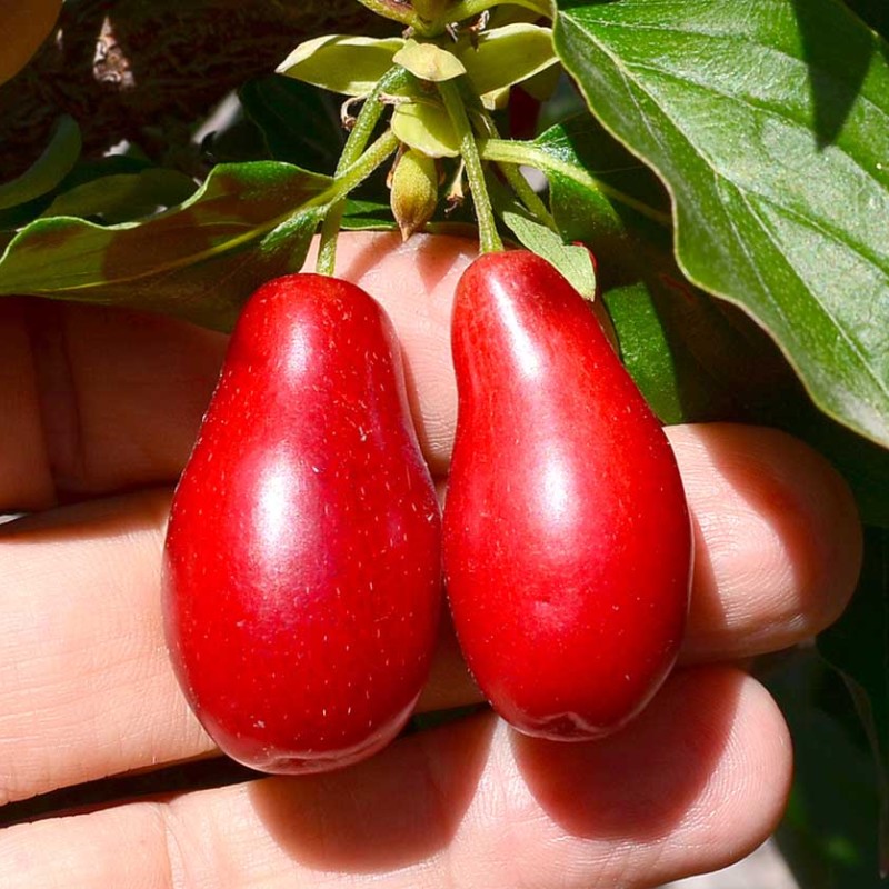 Drieň obyčajný (Cornus mas) KAZANLAK