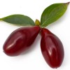 Drieň obyčajný (Cornus mas) LUKJANOVSKIJ